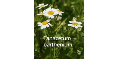 ORGANIC HERBAL TEA, FEVERFEW (Tanacetum parthenium)